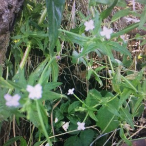 Photographie n°2379019 du taxon Epilobium ciliatum Raf. [1808]