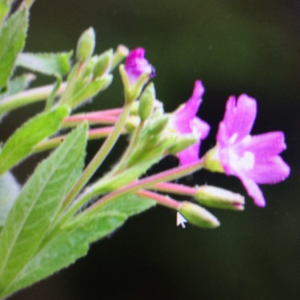 Photographie n°2379032 du taxon Epilobium hirsutum L. [1753]