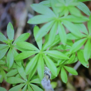 Photographie n°2379036 du taxon Galium odoratum (L.) Scop. [1771]