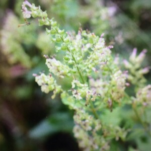 Photographie n°2379062 du taxon Teucrium scorodonia L. [1753]