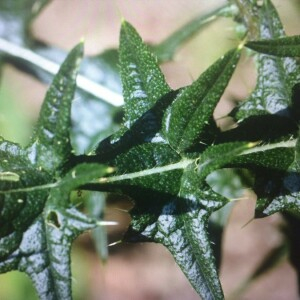 Photographie n°2379085 du taxon Cirsium vulgare (Savi) Ten. [1838]