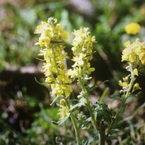 Photographie n°2379086 du taxon Verbascum lychnitis L. [1753]