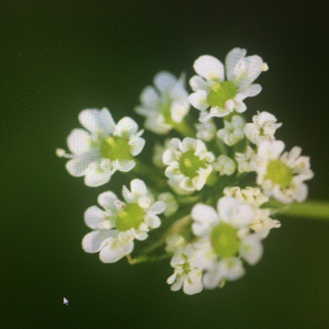 Photographie n°2379087 du taxon Chaerophyllum temulum L. [1753]