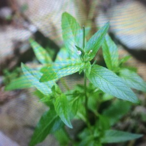 Photographie n°2379091 du taxon Epilobium ciliatum Raf. [1808]