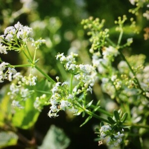 Photographie n°2379096 du taxon Galium mollugo L. [1753]