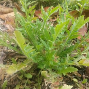 Photographie n°2379275 du taxon Papaver rhoeas L. [1753]