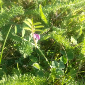 Photographie n°2379286 du taxon Vicia sativa L. [1753]