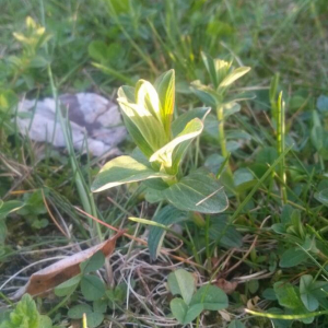 Photographie n°2379289 du taxon Hypericum perforatum L. [1753]