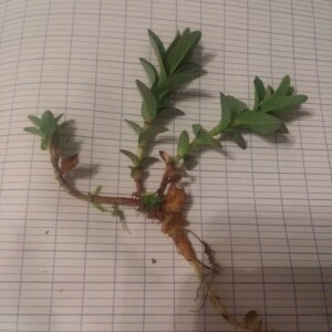 Photographie n°2379290 du taxon Hypericum perforatum L. [1753]