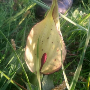 Photographie n°2379298 du taxon Arum maculatum L. [1753]