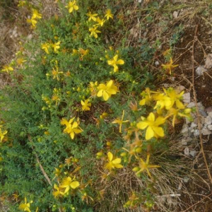 Photographie n°2379308 du taxon Hypericum perforatum L. [1753]