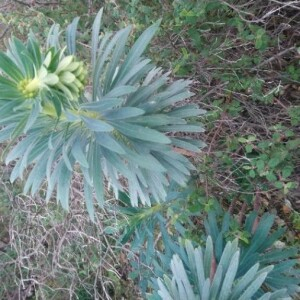 Photographie n°2379315 du taxon Euphorbia characias L. [1753]