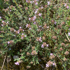 Photographie n°2379381 du taxon Thymus vulgaris L. [1753]