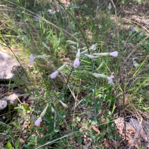 Photographie n°2379396 du taxon Silene italica (L.) Pers. [1805]