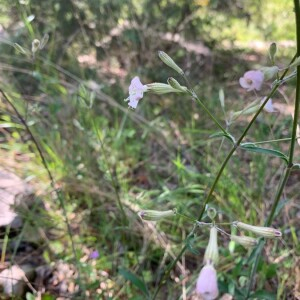 Photographie n°2379399 du taxon Silene italica (L.) Pers. [1805]