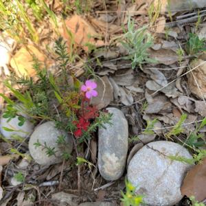 Photographie n°2379407 du taxon Geranium purpureum Vill. [1786]