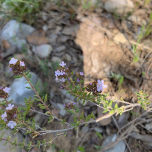 Photographie n°2379408 du taxon Thymus vulgaris L. [1753]