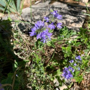 Photographie n°2379412 du taxon Veronica austriaca L. [1759]