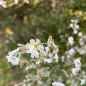Photographie n°2379414 du taxon Silene italica (L.) Pers. [1805]