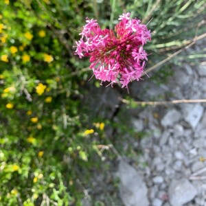 Photographie n°2379423 du taxon Antirrhinum majus L. [1753]