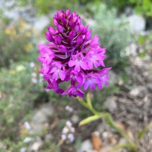 Photographie n°2379430 du taxon Anacamptis pyramidalis (L.) Rich. [1817]