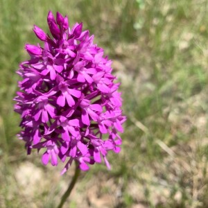 Photographie n°2379432 du taxon Anacamptis pyramidalis (L.) Rich. [1817]