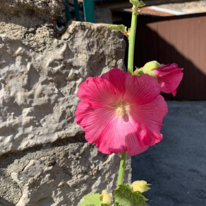 Photographie n°2379465 du taxon Alcea rosea L. [1753]