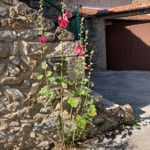 Photographie n°2379467 du taxon Alcea rosea L. [1753]