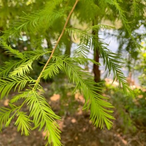 Photographie n°2379476 du taxon Taxodium distichum (L.) Rich. [1810]