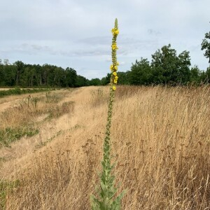 Photographie n°2379481 du taxon Verbascum thapsus L. [1753]