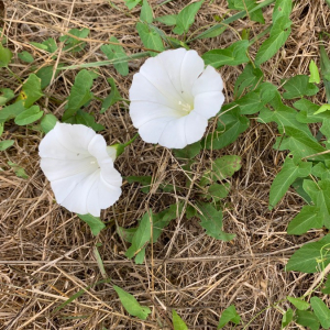 Photographie n°2379492 du taxon Convolvulus sepium L.