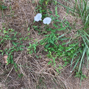 Photographie n°2379493 du taxon Convolvulus sepium L.