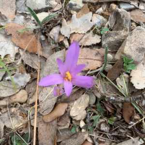 Photographie n°2379501 du taxon Colchicum autumnale L. [1753]