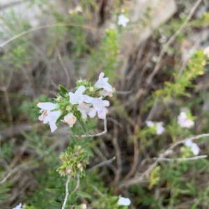 Photographie n°2379510 du taxon Satureja montana L. [1753]