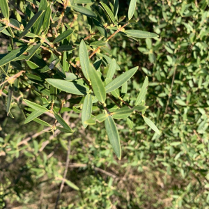 Photographie n°2379515 du taxon Phillyrea angustifolia L. [1753]