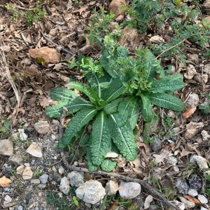 Photographie n°2379524 du taxon Dipsacus fullonum L.