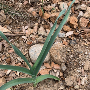 Photographie n°2379525 du taxon Allium cepa L. [1753]