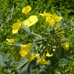 Photographie n°2379597 du taxon Brassica napus L. [1753]