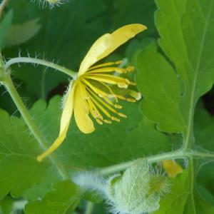 Chelidonium majus var. fumariifolia DC. (Grande Chélidoine)