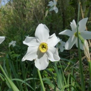 Photographie n°2379981 du taxon Narcissus poeticus L. [1753]