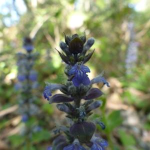 Photographie n°2379983 du taxon Ajuga reptans L. [1753]