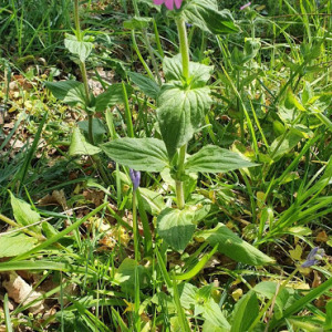 Photographie n°2380019 du taxon Silene dioica var. dioica