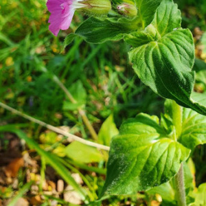 Photographie n°2380020 du taxon Silene dioica var. dioica