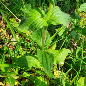 Photographie n°2380021 du taxon Silene dioica var. dioica