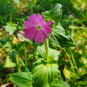 Photographie n°2380022 du taxon Silene dioica var. dioica