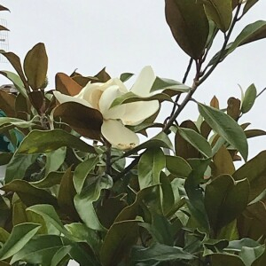  - Magnolia virginiana L. [1753]