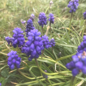 Photographie n°2380322 du taxon Muscari neglectum Guss. ex Ten. [1842]