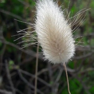 Photographie n°2380341 du taxon Lagurus ovatus L. [1753]