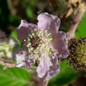 Photographie n°2380346 du taxon Rubus ulmifolius Schott [1818]