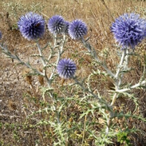 Photographie n°2380348 du taxon Echinops ritro L. [1753]